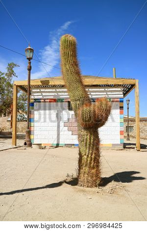 Unique Shape Big Cactus Tree In The Town Of Toconao, Atacama Desert, Antofagasta Region Of Chile, So