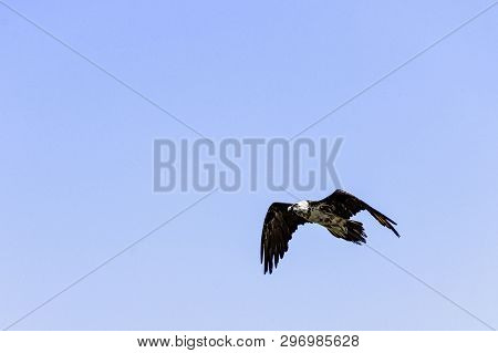 Flying Bearded Vulture (gypaetus Barbatus), Also Known As The Lammergeier Vulture (or Lammergeyer) O