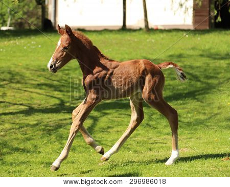 Closeup Photo Of A On Day Old Newborn Gidran Colt At Rural Animal Farm