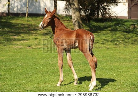 Closeup Photo Of A On Day Old Newborn Gidran Colt At Rural Animal Farm