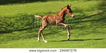 Closeup Photo Of A On Day Old Newborn Gidran Colt At Rural Animal Farm