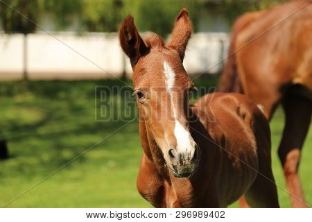 Closeup Photo Of A On Day Old Newborn Gidran Colt At Rural Animal Farm