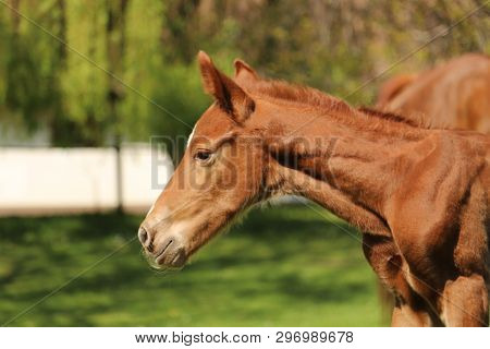 Closeup Photo Of A On Day Old Newborn Gidran Colt At Rural Animal Farm