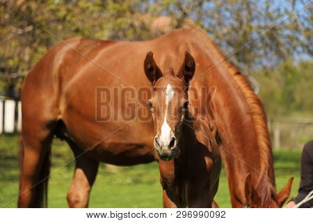 Closeup Photo Of A On Day Old Newborn Gidran Colt At Rural Animal Farm