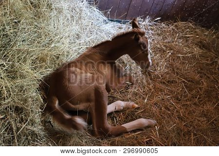 Closeup Photo Of A On Day Old Newborn Gidran Colt At Rural Animal Farm