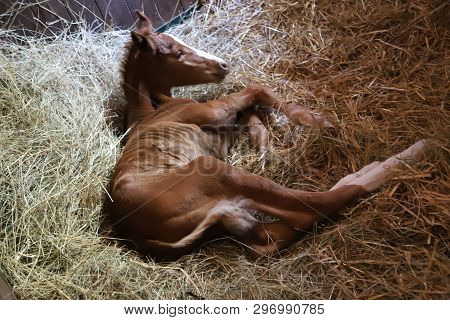Closeup Photo Of A On Day Old Newborn Gidran Colt At Rural Animal Farm