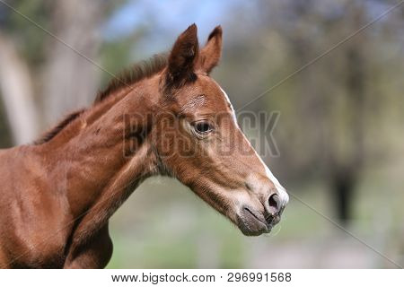 Closeup Photo Of A On Day Old Newborn Gidran Colt At Rural Animal Farm