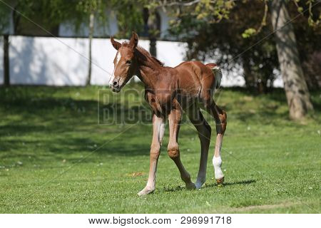 Closeup Photo Of A On Day Old Newborn Gidran Colt At Rural Animal Farm