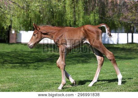 Closeup Photo Of A On Day Old Newborn Gidran Colt At Rural Animal Farm