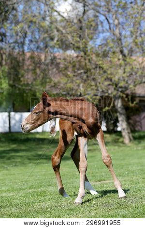 Closeup Photo Of A On Day Old Newborn Gidran Colt At Rural Animal Farm