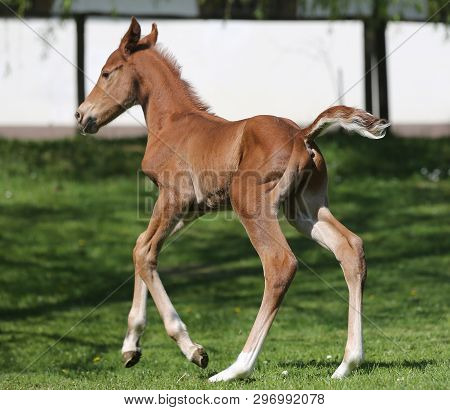 Closeup Photo Of A On Day Old Newborn Gidran Colt At Rural Animal Farm