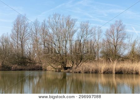 Wetlands Of Dutch National Park Oostvaardersplassen With Bare Trees In Early Spring