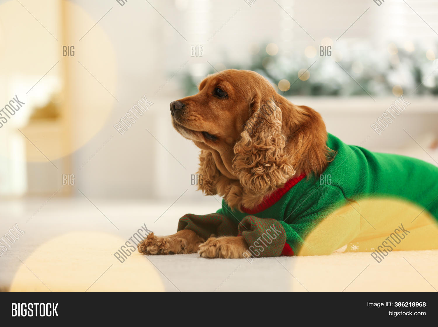 cocker spaniel sweater