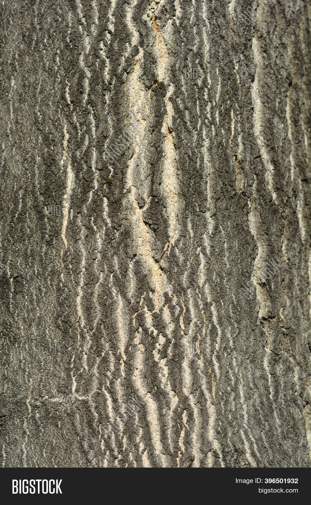 Tree Heaven Bark Image & Photo (Free Trial) Bigstock