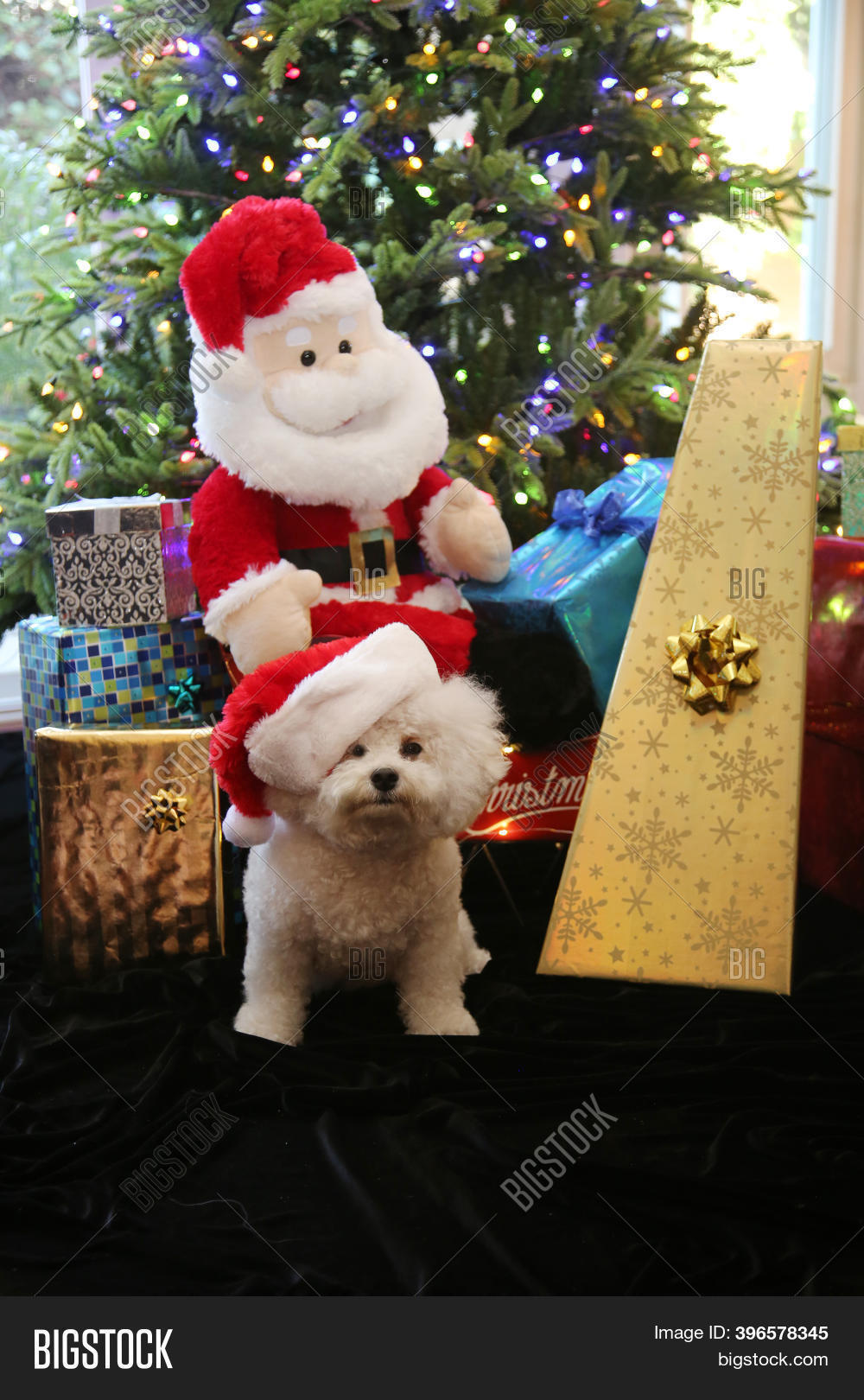Christmas Dog. Bichon Image & Photo (Free Trial) Bigstock