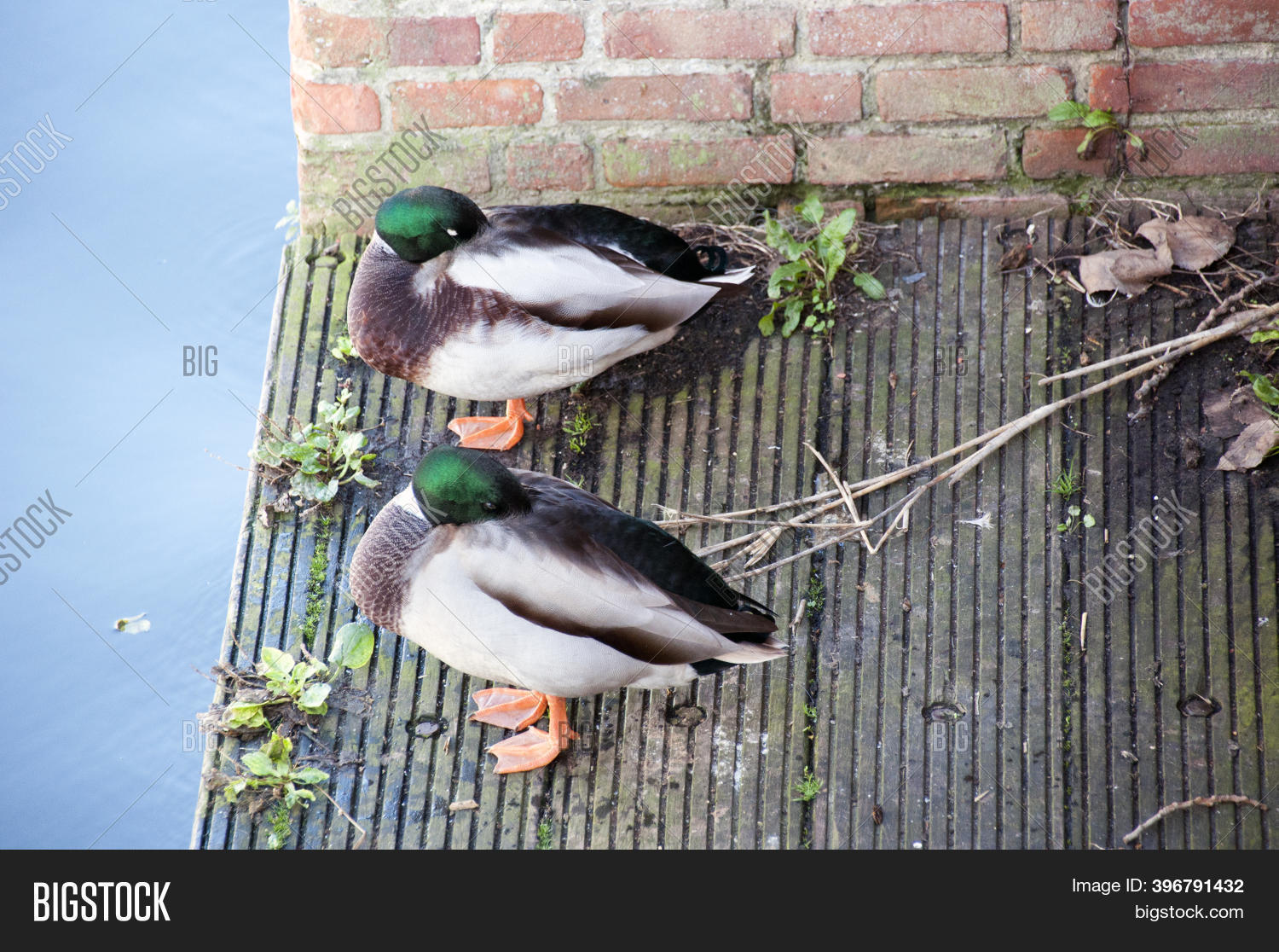 Two Ducks Sleep On Image & Photo (Free Trial) Bigstock
