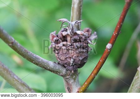 Macro Of An Old Pinecone Willow Gall Midge Growth