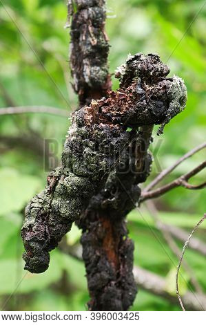 Macro View Of Black Knot On A Cherry Branch