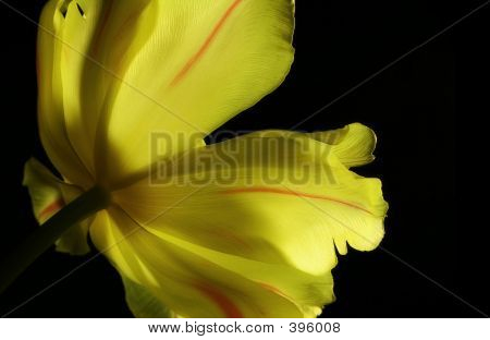 Tulipán