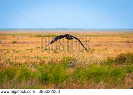 Flight Of Steppe Eagle Or Aquila Nipalensis.