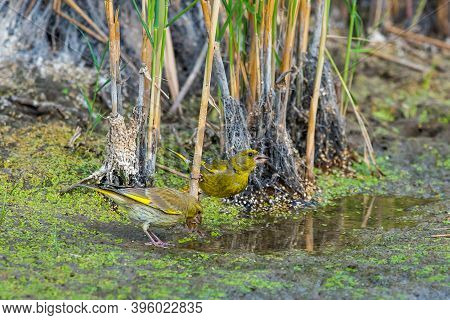 European Greenfinch Or Carduelis Chloris In Wild Nature