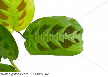Close Up Of Leaf Of Exotic 'maranta Leuconeura Kerchoveana' Houseplant Isolated On White Background