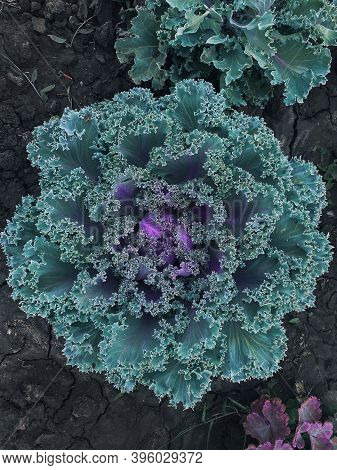 Decorative Cabbage Brassica Oleracea Var. Acephala In The Garden Close-up Top View. 2021 Color Trend