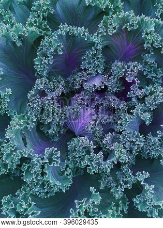Abstract Blue Green Background With Decorative Cabbage Brassica Oleracea Var. Acephala Close-up Top 