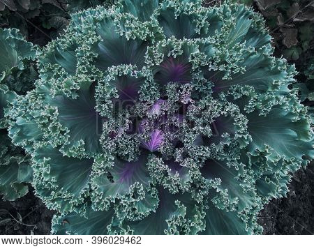 Abstract Blue Green Background With Decorative Cabbage Brassica Oleracea Var. Acephala. 2021 Color T