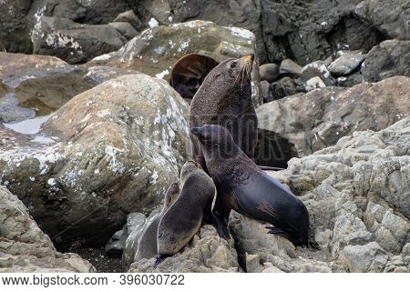 Seals On The Rocks At Ohau Point, South Island