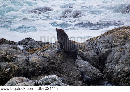 Seals On The Rocks At Ohau Point, South Island