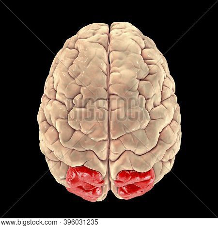 Human Brain With Highlighted Superior Parietal Lobule, 3d Illustration