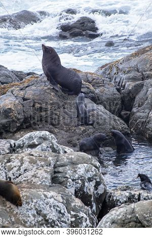 Seals On The Rocks At Ohau Point, South Island
