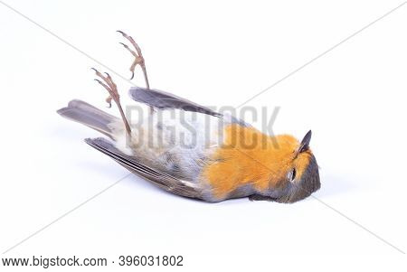 Dead Robin Red Breast Bird, Isolated On White