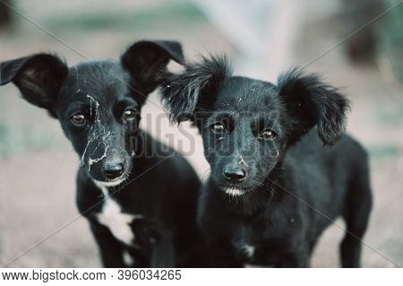 A Pair Of Black Stray Puppies With Sad Eyes And Cobwebby Muzzles In Close-up. Concept For Animal She