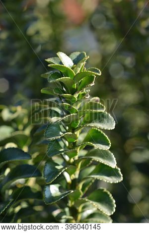 Japanes Spindle Erecta - Latin Name - Euonymus Japonicus Erecta