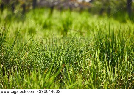 Vibrant green grass, grassy meadow