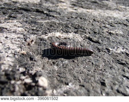 A Millipede Or Centipede Animal