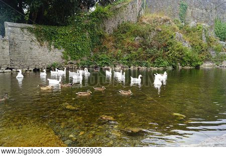 Ducks And Geese In The River In Ireland