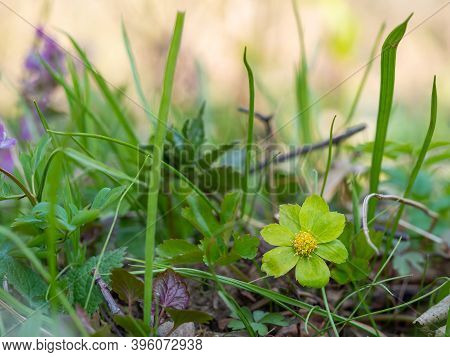 Hacquetia Epipactis Plant Blooming In Spring Forest, Green And Yellow Flower