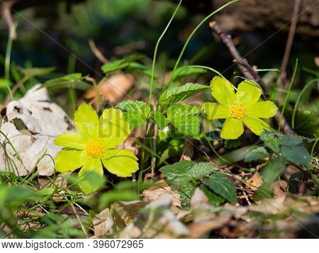 Hacquetia Epipactis Plant Blooming In Spring Forest, Green And Yellow Flower