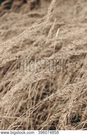 Field Of Golden Dry Festuca Grass. Autumn Landscape In Sunlight. Closeup Of Fading Wild Meadow Plant