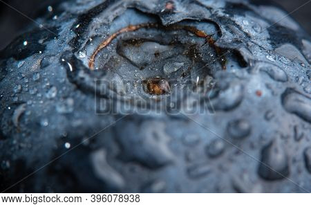 Blueberry Covered With Water Drops, Exteme Macro Background. Selective Focus