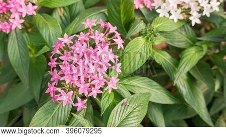 Pink Egyptian Starcluster Flower In A Garden.