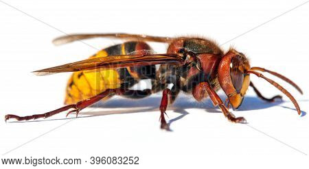 Detail Of European Hornet In Latin Vespa Crabro Isolated On White Background