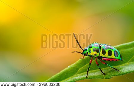 Colorful Of Jewel Beetle Green Lady Bug On Leaf In Nature Background At Thailand, Close Up Green Ins