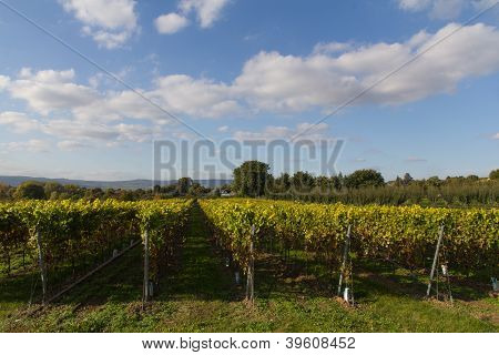 Vigneto