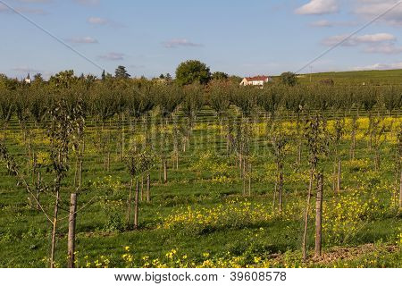 Vigneto