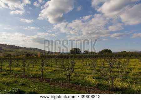 Vigneto