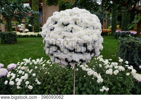 A Round Arrangement Of The White Cascade Mum 'yamanoha-no-kumo' Flowers
